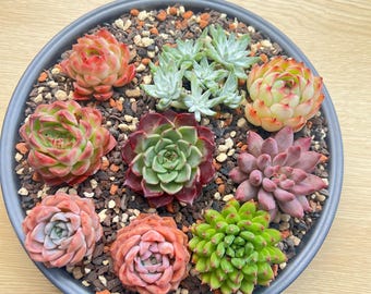 6/12 Pack Random Live Mix Assorted Succulent, 1.5-2.5" Bare Root No Pot Easy Care Succulents, Indoor  Home Garden Decor, Succulent Gift