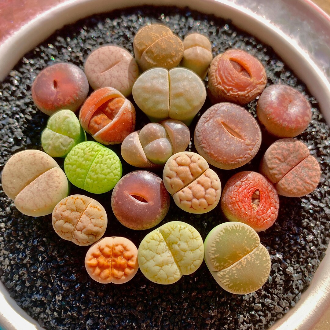 10pc Live Lithops Succulent Mix – 0.6–0.8″ Living Stone Plants, Bare ...