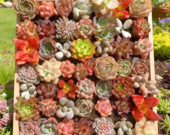 Live Mix Assortment Succulent, 12/24 Bare Root Easy Care Succulents, Indoor Outdoor Home Office Garden Decor Plants Succulent Gift