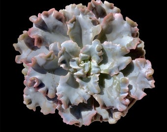 Rare Echeveria 'Crispate Beauty' Succulent 3–3.5" | Live Imported Succulent Plant, Bare Root Houseplant, Indoor Decor, Unique Succulent Gift