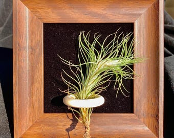 Framed Tillandsia Funckiana Air Plant: Rare Easy-Care Desk & Wall Decor