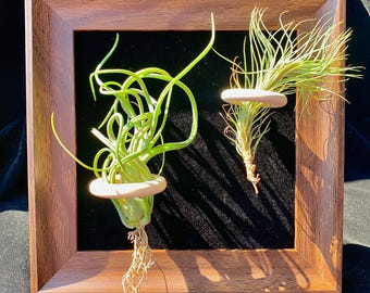 Live Air Plant Set in Wood Frames: Caput-Medusae & Funckiana