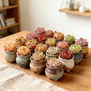 May include: A collection of small succulent plants in ceramic pots. The succulents display a variety of colors, including green, pink, and orange. The pots are in shades of gray, brown, and white, arranged on a wooden surface.