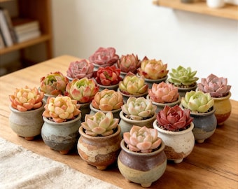 24/100 Pack Random Live Mix Assorted Succulent, Bare Root No Pot Easy Care Succulents, Indoor Outdoor Home Garden Decor, Succulent Gift