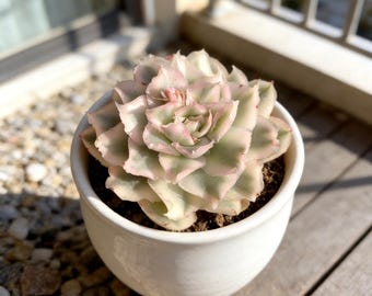 Rare Echeveria Purple Butterfly Variegata Live Succulent Plant Cute Small Succulent Funny Decor Minimalist Desk Shelf Plant