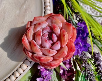 Echeveria Orange Monroe Succulent | Rare Live Bare Root Plant for Indoor Outdoor Garden, Home Decor & Gifts