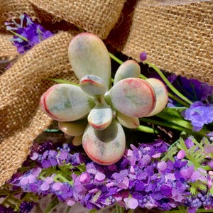 Rare Cotyledon orbiculata cv Succulent 2-2.5&quot; | Live Rosette Plant|live succulents |Imported succulent plant live|Bare Root|succulent gifts