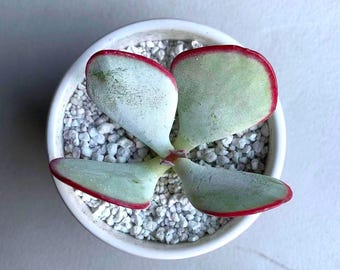 Cotyledon Orbiculata ‘Hakubi’ Succulent – Rare Bare Root Live Succulent, Easy Care Home Office Decor, Gift for Plant Lovers