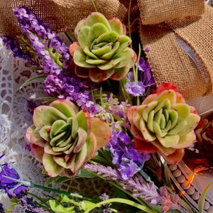 Echeveria ice rose variegated Rare Succulent Plants, 2-2.5&quot; Live Rosette Plant | live succulents | Bare Root| succulent gifts