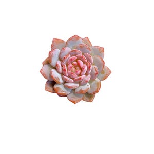 Echeveria