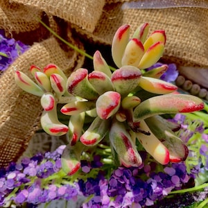 Rare Cotyledon Orbiculata cv. Long Leaf Variegated Succulent , 2.5-3&quot;| succulent decor | succulent plants live | Bare Root |succulent gifts