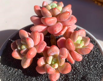 Graptosedum ‘Miul’ Live Succulent | Bare Root Plant | Easy Care Succulent | Small Rosette Plant for Desk, Shelf & Minimalist Home Decor