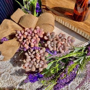 Succulent Plant Graptopetalum Amethystinum-Pebbles| 2.8-3.3&quot;Easy Care Live Succulents| Bare Root With Soil Pot|Home Office Garden Decor