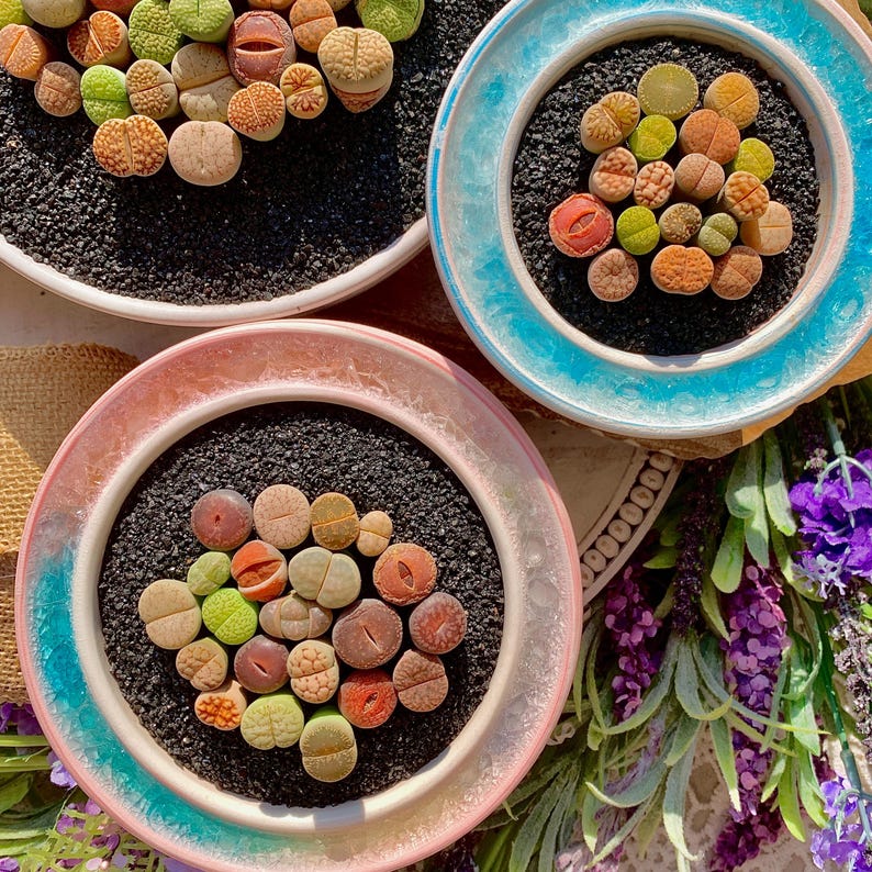 Lithops Substrate 10pc 0.6–0.8″ Live Lithops Succulent Mix | Mini Living Stones, Bare ...