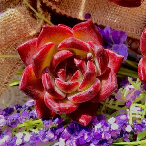 Echeveria Daredevil Rare Succulent , 1Head 2-2.5&quot; red succulent | live succulents| succulent plant live| Bare Root| succulent gifts