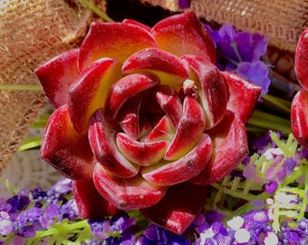 Echeveria Daredevil Rare Succulent , 1Head 2-2.5" red succulent | live succulents| succulent plant live| Bare Root| succulent gifts