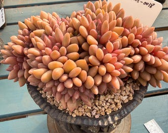 Rare Echeveria 'Peach Blossom Spring' – Exact Plant Shown – Live Collector Succulent – One of a Kind – Bare Root – No Pot No Soil