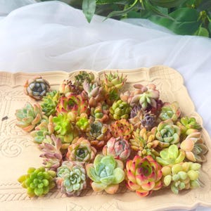 May include: A collection of small, multi-colored succulent plants arranged on a light beige, rectangular decorative tray with an embossed border. The succulents feature various shades of green, yellow, pink, and red, displaying diverse leaf shapes.
