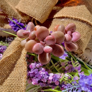 Graptopetalum amethystinum Succulents 2.1-2.6&quot; Light-purple Rare Live Plant /live succulents | easy care plants | Bare Root |succulent gifts