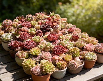 100 Pack Random Live Mix Assorted Succulent, Bare Root No Pot Easy Care Succulents, Indoor Outdoor Home Office Garden Decor, Succulent Gift
