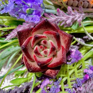 Echeveria agavoides &#39;Romeo&#39; Succulents 1.5-2&quot; Rare Red succulent Live Rosette Plant /live succulents |Bare Root| succulent gifts