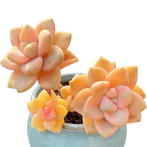 Graptoveria paraguayense bernalense variegatarare Live Succulent – Easy Care Indoor Succulent for Home & Office Decor, Small Plant Gift