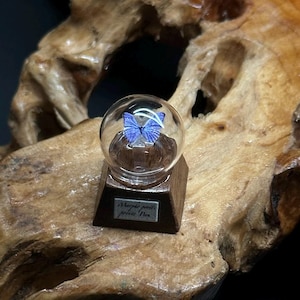 May include: A small glass dome containing a blue butterfly, mounted on a dark wooden base. A silver rectangular plaque on the front of the base features the text Morpho peleides petite Nox. The object is displayed on a piece of natural wood.