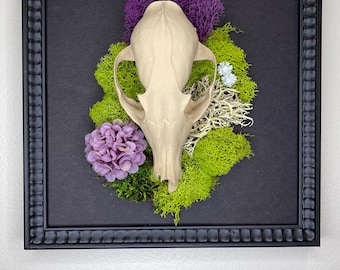 FAUX coyote skull Gothic wall art!