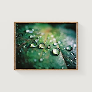 May include: Close-up of a framed print featuring a vibrant green leaf covered in water droplets. The droplets are clear and reflect light, creating a sparkling effect. The leaf's veins are visible, adding texture to the image.