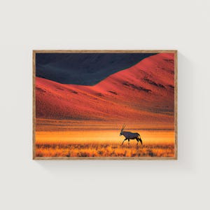 Könnte beinhalten: Gerahmter Kunstdruck mit einem Oryx in einer Landschaft bei Sonnenuntergang. Das Bild zeigt eine rot-orangefarbene Bergkette, goldene Graslandschaften und einen tiefblauen Himmel, wodurch eine warme Atmosphäre entsteht.