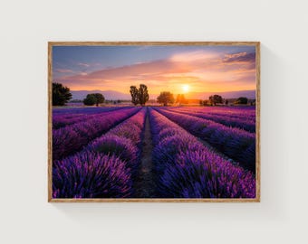 Op de afbeelding: Een ingelijste print met een paars lavendelveld bij zonsondergang. Rijen paarse bloemen leiden naar de horizon, met een oranje en blauwe lucht. Bomen en een pad zijn ook zichtbaar.