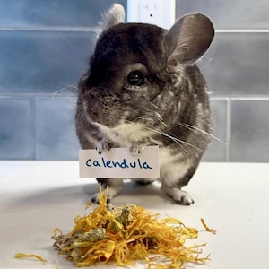 Op de afbeelding: Een grijze chinchilla houdt een bord met het woord "calendula" in blauwe inkt. Een stapel gedroogde oranje calendulabloemen ligt voor de chinchilla op een wit oppervlak. De achtergrond toont een betegelde muur en een stopcontact.