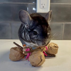 ¡Paleta de vid! – Juguete masticable natural para chinchillas, cobayas, conejos, pájaros y mascotas pequeñas / Juguete masticable / Triturable / Enriquecedor de jaulas