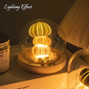 Sea Urchin Dome Night Light – DIY Shell Lamp Kit with Glass Cover, Fantasy Gift Decor unique birthday present gift for her