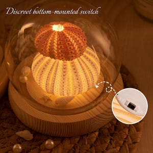 Sea Urchin Shell Night Light DIY Kit – Coastal Serenity Lamp, Handmade Healing Gift