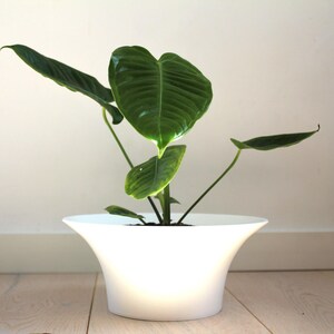 Puede incluir: Una planta de interior en maceta con hojas verdes grandes y brillantes. La planta está en una maceta de cerámica blanca acampanada. El fondo es una pared blanca lisa y un suelo de madera clara.