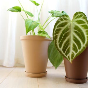 Könnte beinhalten: Zwei Topfpflanzen mit großen grünen Blättern. Eine Pflanze befindet sich in einem hellbraunen Topf, die andere in einem dunkelbraunen Topf. Die Blätter haben ausgeprägte Adern. Die Töpfe stehen auf passenden Untertassen, der Hintergrund ist ein weißer Vorhang.