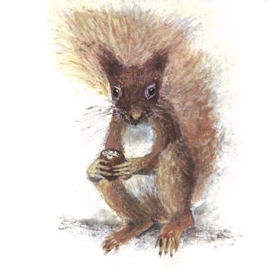 Carte de voeux écureuil roux – Art animalier de la forêt