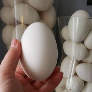 Op de afbeelding: Een groot, wit ei wordt in een hand gehouden, met een verzameling soortgelijke eieren in doorzichtige glazen containers op de achtergrond. De eieren hebben een gladde, ovale vorm en een crèmewitte kleur, wat duidt op een thema van versheid.