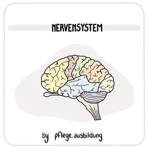 Puede incluir: Ilustración anatómica de un cerebro con secciones coloreadas. El texto "NERVENSYSTEM" se encuentra en la parte superior y "by pflege.ausbildung" en la inferior, sobre un fondo blanco. Ideal para educación.