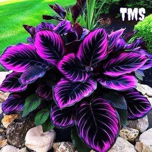 Hosta púrpura-negra 300 semillas, plantas perennes resistentes al frío