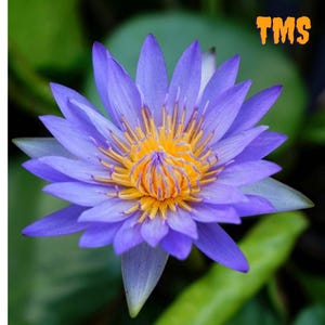 青い睡蓮の種 10 個 | スイレン科の池用植物 | 水生蓮の種