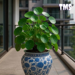 Hydrocotyle vulgaris 100 zaden