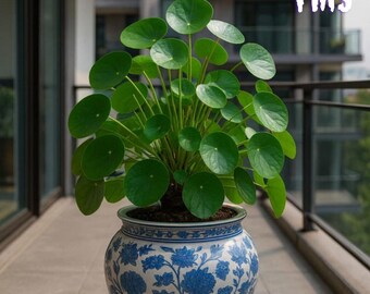 Hydrocotyle vulgaris 100 Seeds