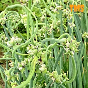 Può includere: Primo piano di scapi d'aglio verdi con capolini in via di sviluppo. Gli scapi sono ricci e i capolini sono di colore verde pallido. Lo sfondo è un'immagine sfocata di fogliame verde. L'immagine ha il testo "TMS" nell'angolo in alto a destra.
