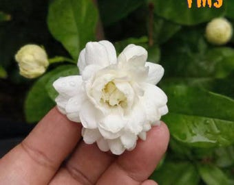Blooms93 スカイフラワー 多年生 ウィーピング ジャスミン 10粒 ザデン