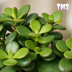Japanese Money Plant - Etsy