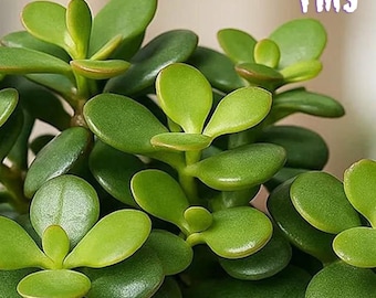 curly lucky bamboo plants Lucky Spiral Bamboo (Small leaf) main image 0