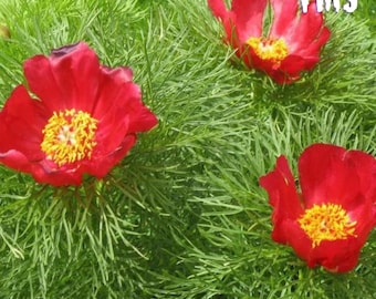 10 Rare Fernleaf Peony Seeds | Paeonia Tenuifolia Rubra Plena | Double Flowering Red Peony
