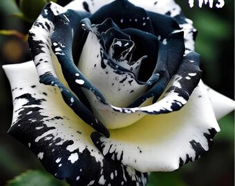 20 seltene schwarz-weiße Rosensamen | Einzigartige, kontrastreiche Gartenblumen